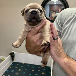 French Bulldog Puppies from Pardon My French Exquisite French Bulldogs