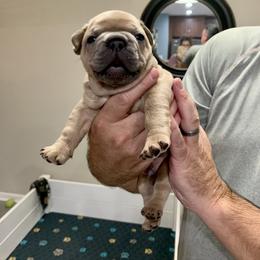 French Bulldog Puppies from Pardon My French Exquisite French Bulldogs
