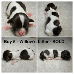 Boy 5 - Chocolate male Havanese puppy in Elkins, Arkansas from Havana Knights Havanese