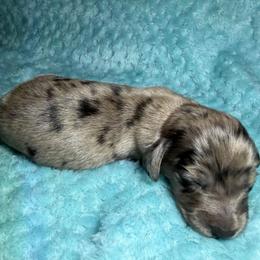 Jabari - Dapple male Dachshund puppy in Jarales, New Mexico from Poker Paws Dachshunds