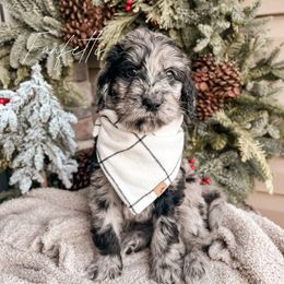 Funfetti - Goldendoodle puppy in Lagrange, Ohio from Sweet Magnolia Doodles and The Magnolia Golden Retrievers