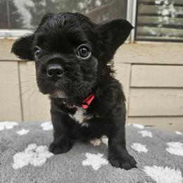 Clair de lune - Black and white female French Bulldog puppy in Bend, Oregon from High Lakes Frenchies