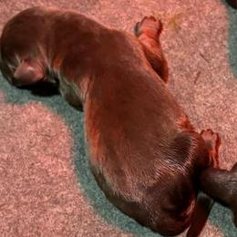 Boy 1 - Chocolate male Labrador Retriever puppy in Mount Olive, Mississippi from 3 King Kennels