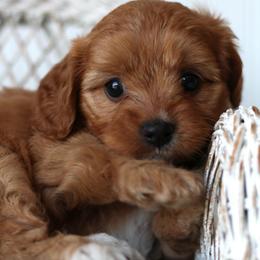 Sage - Red female Cavapoo puppy in Springtown, Texas from North Texas Puppies