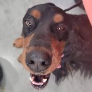 Gordon Setters from Heart of Gold Canine