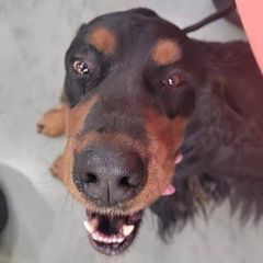 Gordon Setters from Heart of Gold Canine