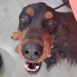 Gordon Setters from Heart of Gold Canine