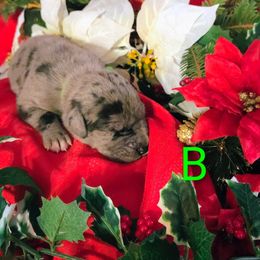 Captain - Merle male Great Dane puppy in Gainesville, Georgia from DeBruce Danes