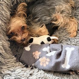 Luna - Yorkshire Terrier