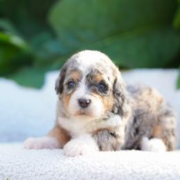 Charlotte - Merle female Bernedoodle puppy in Spokane, Washington from Lilac City Doodles