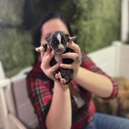 Australian Shepherd and Miniature Australian Shepherd Puppies from Renegade Point Stock Dogs