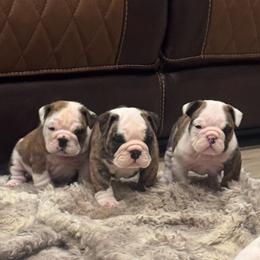 Bulldog puppies from Empire Bulldogs & French Bulldogs