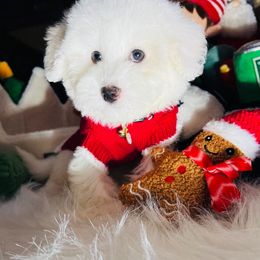 SNOWBALL - White male Maltipoo puppy in Sugar Land, Texas from Celebrity Maltipoos