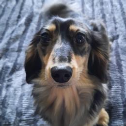 Everest - Dachshund