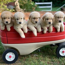 Golden Retriever Puppies from Rocking O Alpacas and Golden Retrievers