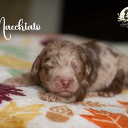 Macchiato - Merle male Bernedoodle puppy in Spartanburg, South Carolina from Southern Magnolia Bernedoodles