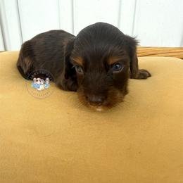 S'mores - Chocolate and tan male Dachshund puppy in Cave City, Kentucky from Mammoth Cave Dachshunds