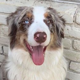 Knox - Australian Shepherd