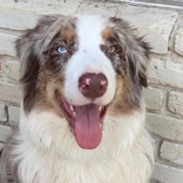 Knox - Australian Shepherd