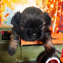 Barney - Black and tan male Shih Tzu puppy in Claremont, California from Lovable Shih Tzus