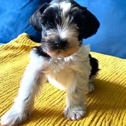Sir Frances - Parti male Miniature Schnauzer puppy in Lufkin, Texas from Fergie’s Miniature Schnauzers