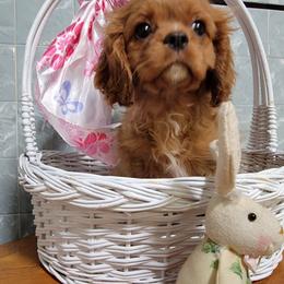 PENNY - Ruby female Cavalier King Charles Spaniel puppy in Manchester, New Hampshire from Evergreen Cavaliers