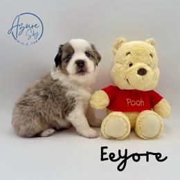 Eeyore - Blue merle male Miniature American Shepherd puppy in Tremonton, Utah from Azure Sky Minis