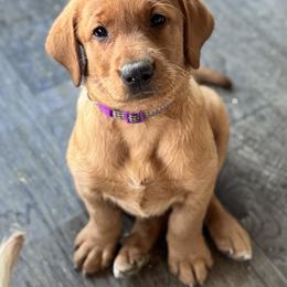 Stella (Miss Light Purple) - Yellow female Labrador Retriever puppy in Portland, Tennessee from Whiskey Ridge Retrievers