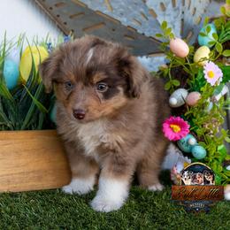 Canyon - Red merle male Toy Australian Shepherd puppy in Granbury, Texas from Best Little Aussies