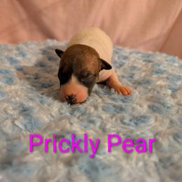 Prickly Pear - Red and white female American Hairless Terrier puppy in Phoenix, Arizona from Bare Valley