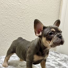 French Bulldog Puppies from Cali Rooted Bullyz