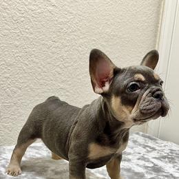 French Bulldog Puppies from Cali Rooted Bullyz