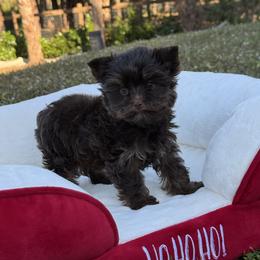 Tiny Dior Dollface 1.12 pounds - Chocolate and tan female Yorkshire Terrier puppy in North Naples, Florida from Moon Ranch Puppies