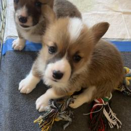 Pembroke Welsh Corgi Puppies from Sweet Bailey and The Corgi Babes