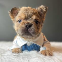 Goji - Liver male French Bulldog puppy in Porter, Texas from Whatabulldog