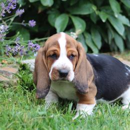 Buddy - Black white and brown male Basset Hound puppy in Idaho from Welcome Home Bassets