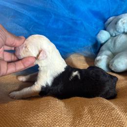 AKC Rufus - Gray and white male Old English Sheepdog puppy in Fair Grove, Missouri from Prata's OES
