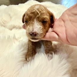 Blaze - Red  male Poodle puppy in Saginaw, Texas from Pawcious Poodles