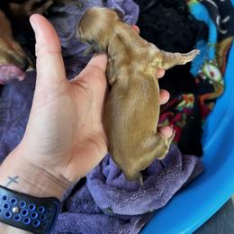 Border Collie and Dachshund Puppies from Chappell Stables