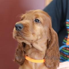 Irish Setter Puppies from Kilkieran Kennels and farm
