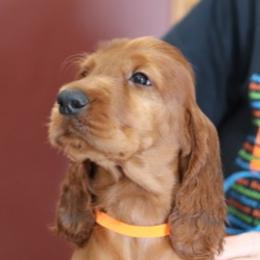 Irish Setter Puppies from Kilkieran Kennels and farm