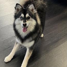 Stormy - Black and white female Pomsky puppy in La Verne, California from Red Cedar Pomskies