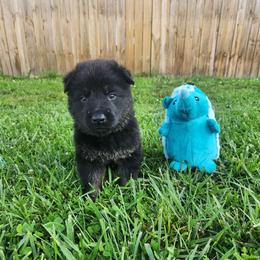 Teal collar - Bi-color male German Shepherd puppy in Ramsey, Illinois from Haus-Farr German Shepherds
