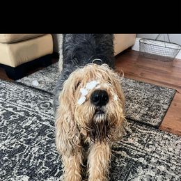 Otterhound All Grown Up from Con Cara Kennels