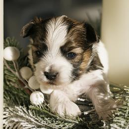 Evie - Chocolate, tan and white female Yorkshire Terrier puppy in West Fargo, North Dakota from A Yorkie Tale