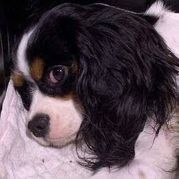 Aphrodite - Cavalier King Charles Spaniel