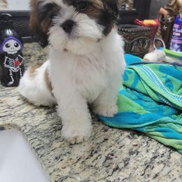 Shih Tzu Puppies from Pup Paw-lace