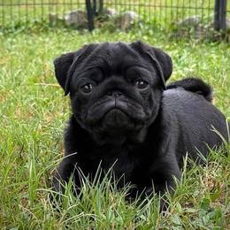 Pug puppies from Lazuli Pugs