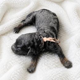 Nevaeh - Phantom female Poodle puppy in Washington, Pennsylvania from Patriotic Poodles