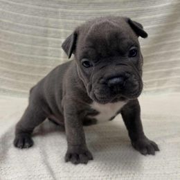 Boy 4 - Blue brindle male American Pit Bull Terrier puppy in Nine Mile Falls, Washington from Bartin Kennels